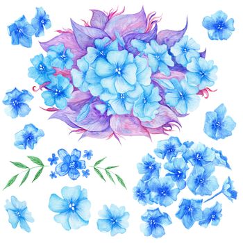 High-detailed hand-painted botanical illustration with hydrangea and phlox