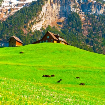 Goats Grazing on Green Pasture in Switzerland