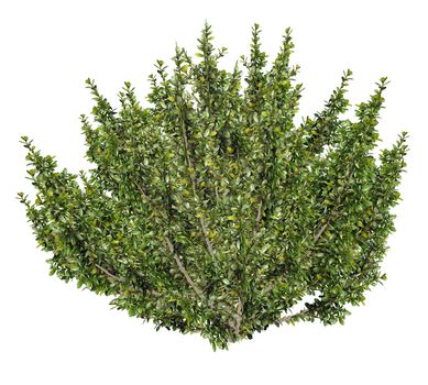 African boxwood tree, myrsine africana isolated in white background - 3D render