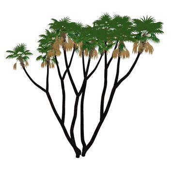 Doum or doom palm or gingerbread tree, hyphaene thebaica isolated in white background - 3D render