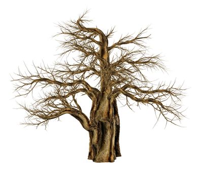 Baobab tree without leaves, adansonia digitata, isolated in white background - 3D render