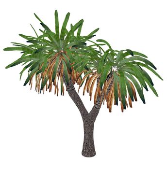 Canary Islands dragon tree or drago, dracaena draco isolated in white background - 3D render