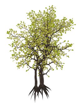 Egyptian carissa tree, c. edulis isolated in white background - 3D render