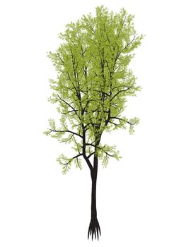 Outeniqua yellowwood tree, podocarpus falcatus isolated in white background - 3D render