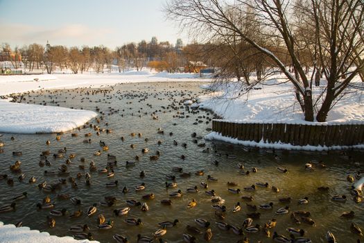 Lake and ducks in Tsaritsyno in winter on a clear day 2016