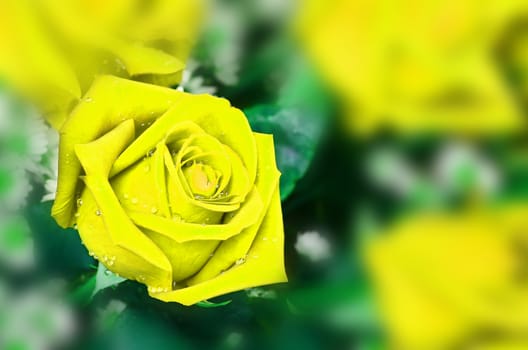 beatiful yellow rose