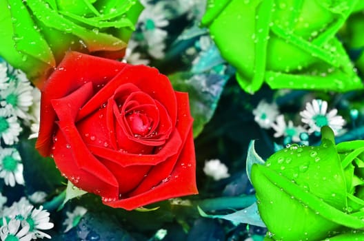  beautiful  red rose in green rose