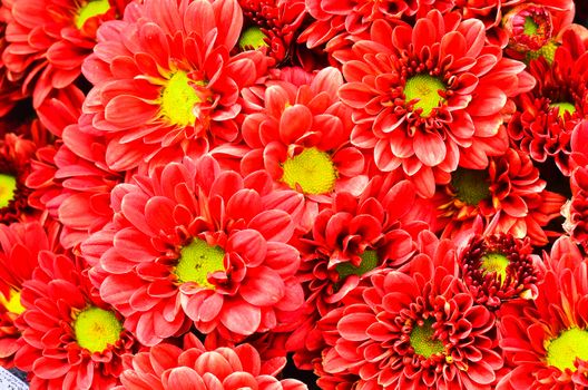 Beautiful Red chrysanthemum