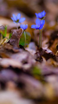 flowers as a colorful background, macro photo, nature series