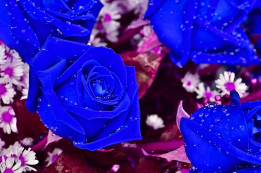 Close-up view of beatiful blue rose