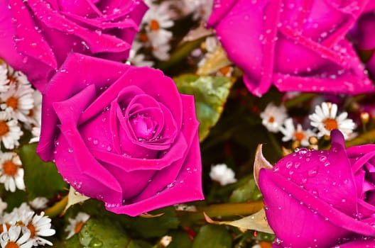 Close-up view of beatiful pink rose