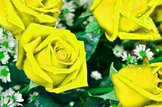Close-up view of beatiful yellow rose