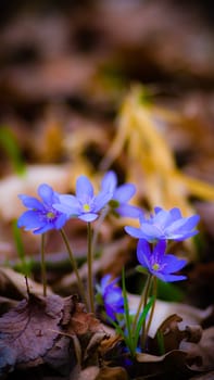 flowers as a colorful background, macro photo, nature series