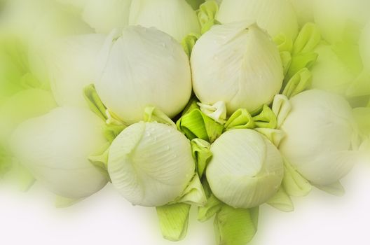 fresh lotus bud bouquet on white light