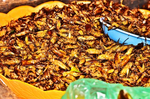 Fried crickets