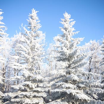 Sunlight in the frozen forest, nature series