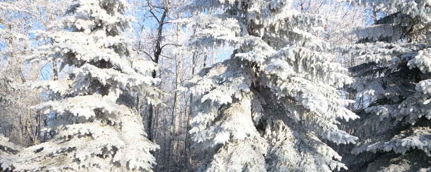 Sunlight in the frozen forest, nature series