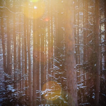 Sunlight in the cold forest, nature series