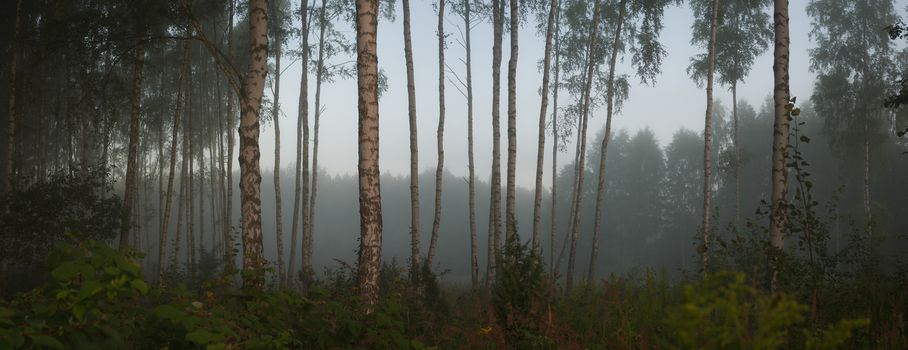 sunlight in the green forest, nature series