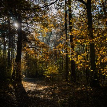 sunlight in the autumn forest, nature series