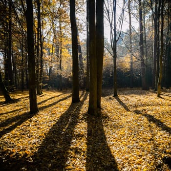 sunlight in the autumn forest, nature series