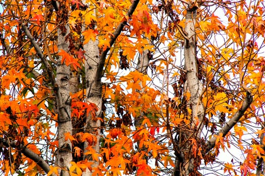 autumn tree with beautiful leaves in fall season