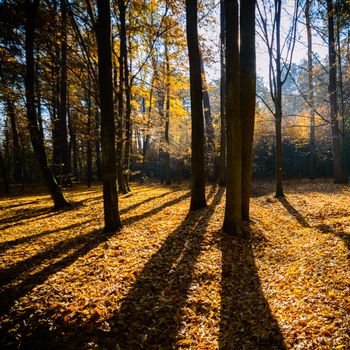 sunlight in the autumn forest, nature series