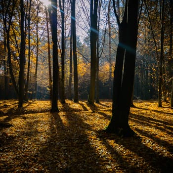 sunlight in the autumn forest, nature series