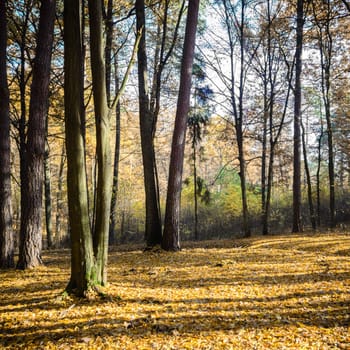 sunlight in the autumn forest, nature series