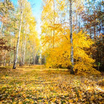 sunlight in the autumn forest, nature series