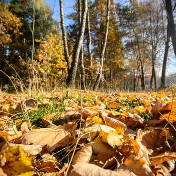 sunlight in the autumn forest, nature series