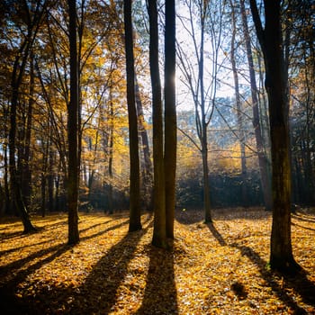 sunlight in the autumn forest, nature series