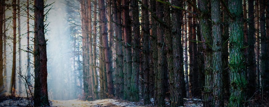 Sunlight in the grey forest, nature series