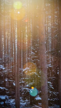 Sunlight in the cold forest, nature series