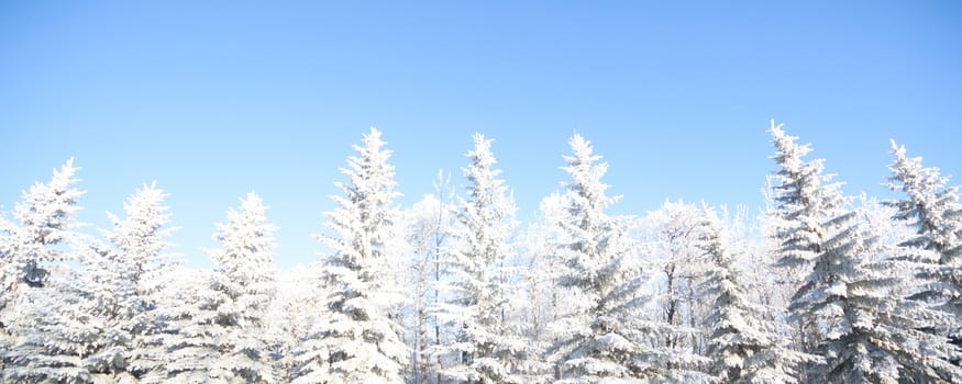 Sunlight in the frozen forest, nature series