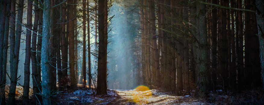 Sunlight in the grey forest, nature series
