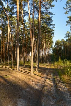 Sunlight in the green forest, nature series