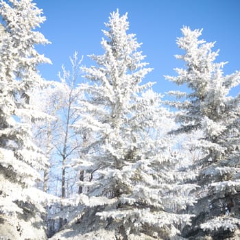 Sunlight in the frozen forest, nature series