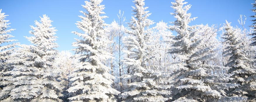 Sunlight in the frozen forest, nature series