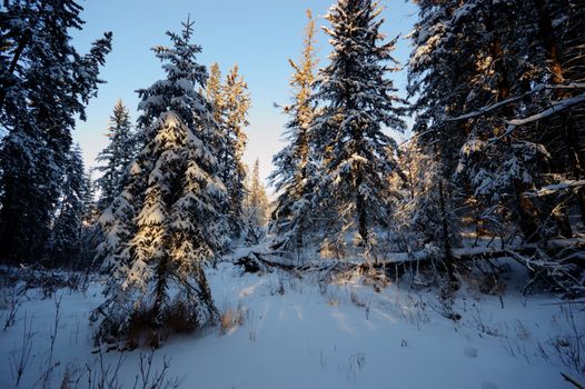 trees covered with snow in winter forest, nature series