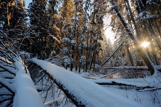 trees covered with snow in winter forest, nature series