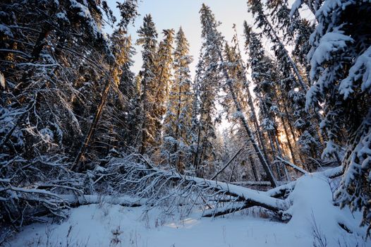 trees covered with snow in winter forest, nature series