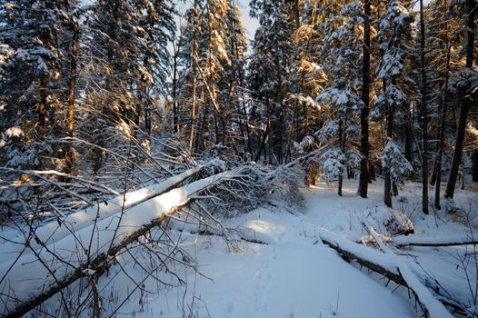 trees covered with snow in winter forest, nature series