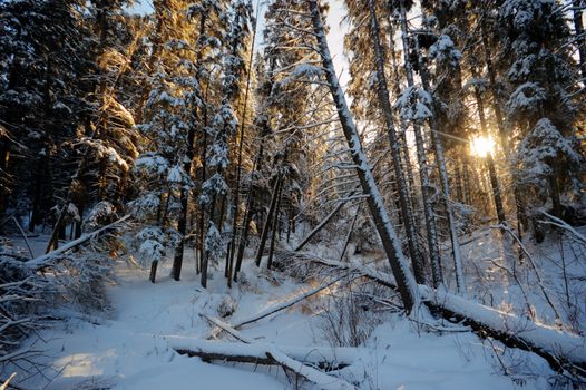 trees covered with snow in winter forest, nature series