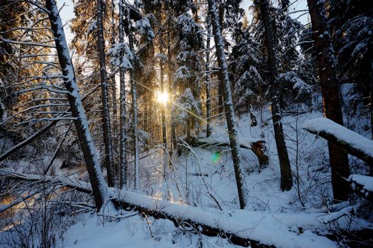 trees covered with snow in winter forest, nature series