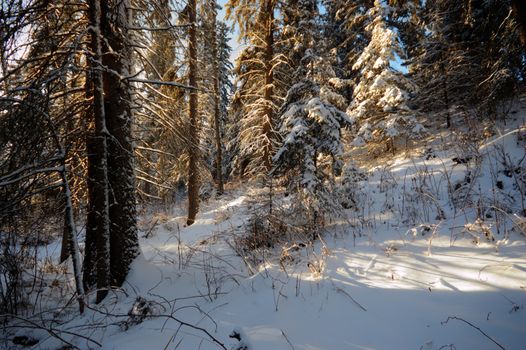 trees covered with snow in winter forest, nature series