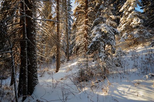 trees covered with snow in winter forest, nature series