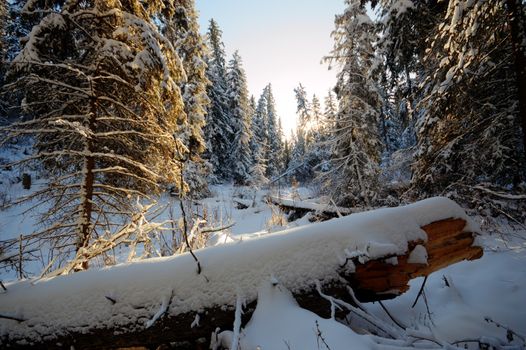 trees covered with snow in winter forest, nature series