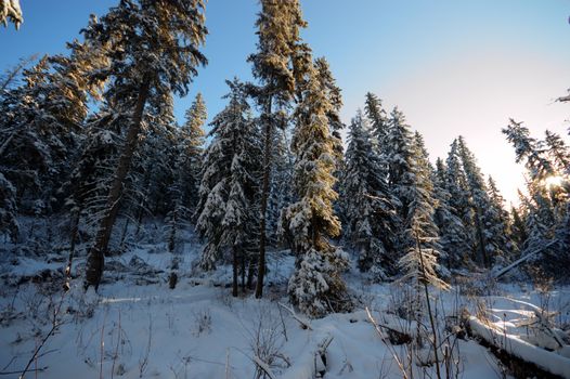 trees covered with snow in winter forest, nature series