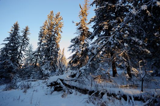 trees covered with snow in winter forest, nature series